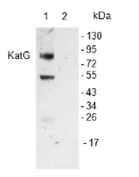 KatG | catalase peroxidase (HPI), cyanobacterial  in the group Antibodies Plant/Algal  / Environmental Stress / Plant Oxidative Stress at Agrisera AB (Antibodies for research) (AS08 374)
